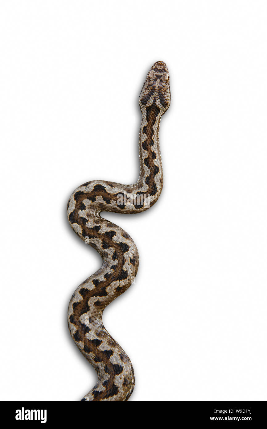 Snake camouflage. Vipera aspis detail isolated on white. Vertical Stock