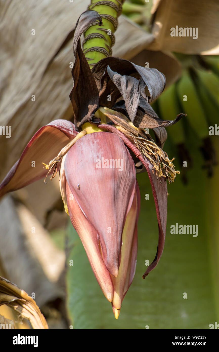 Banana tree bloom hires stock photography and images Alamy