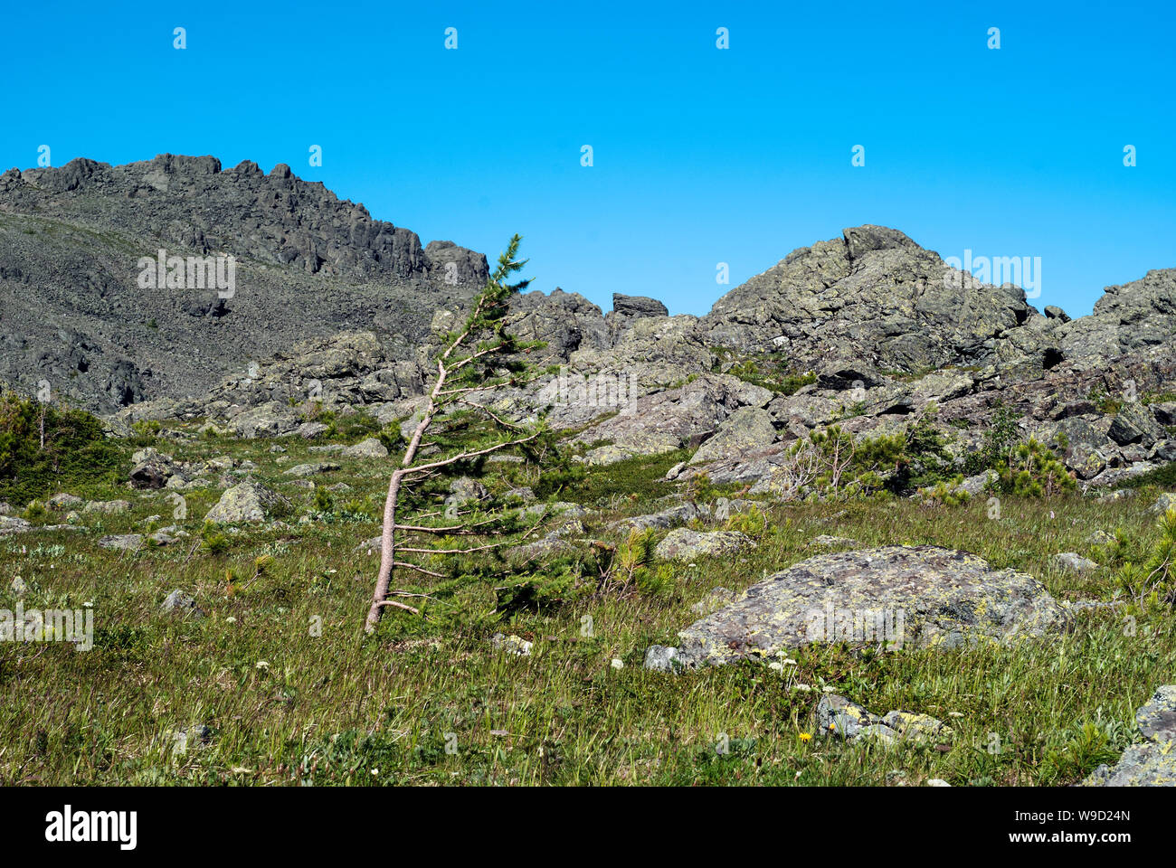 high-mountainous subnival tundra landscape with wind-bent mountain dwarf larch Stock Photo