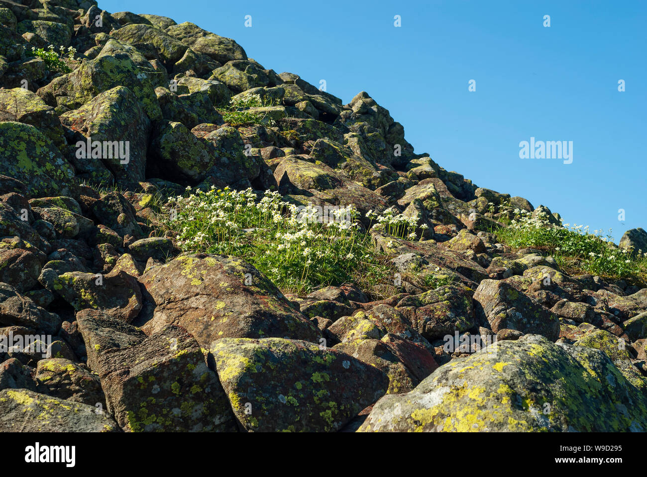 fragment of a stone scree on a high mountain slope with flowering alpine vegetation and blue sky Stock Photo