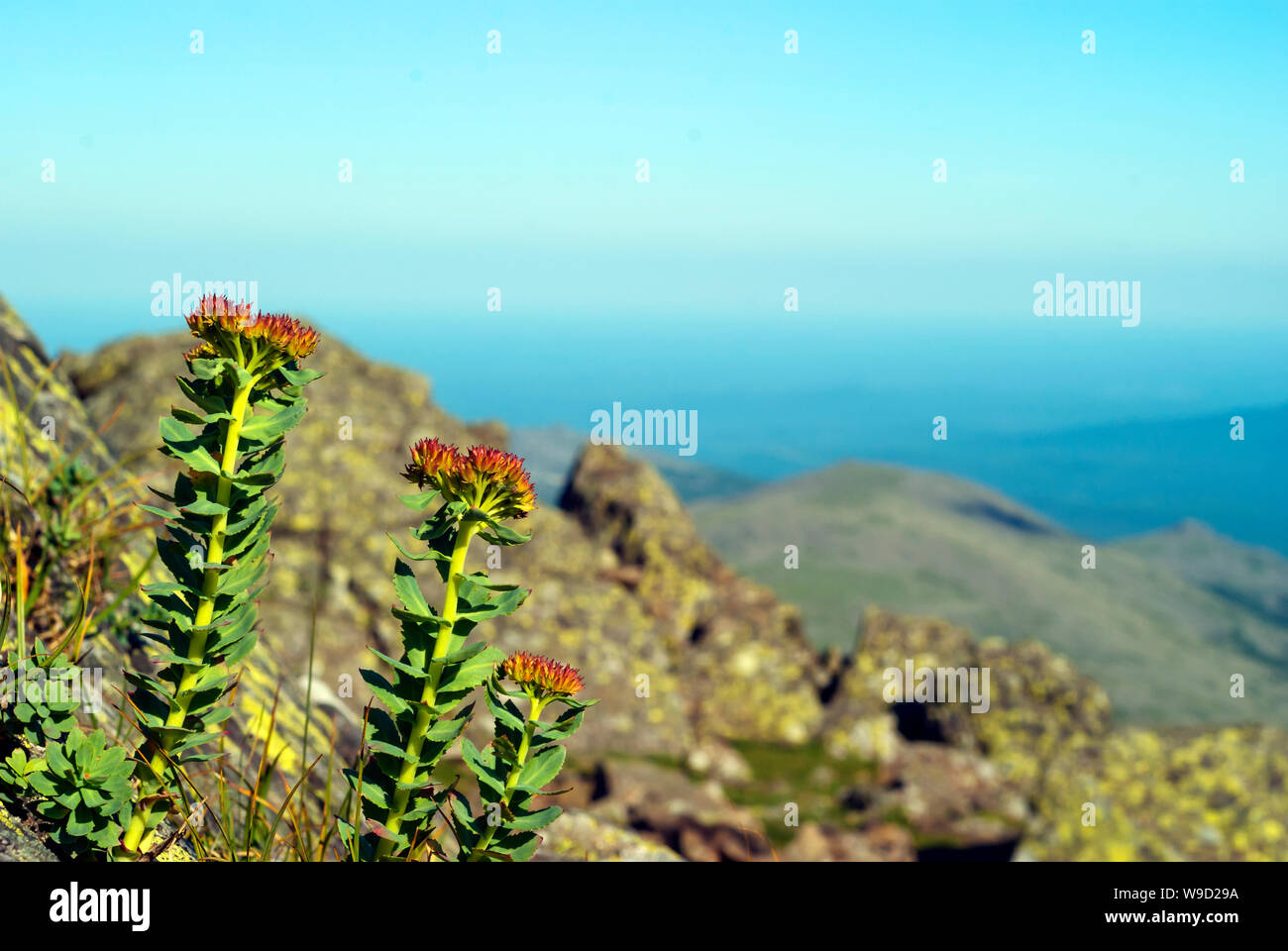 flowering plant golden root (Rhodiola rosea) in a natural environment Stock Photo