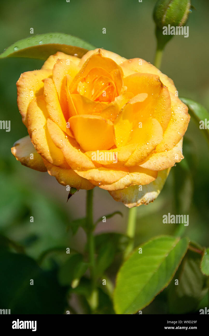 Golde Yellow Roses Gold medal rose hi-res stock photography and images - Alamy