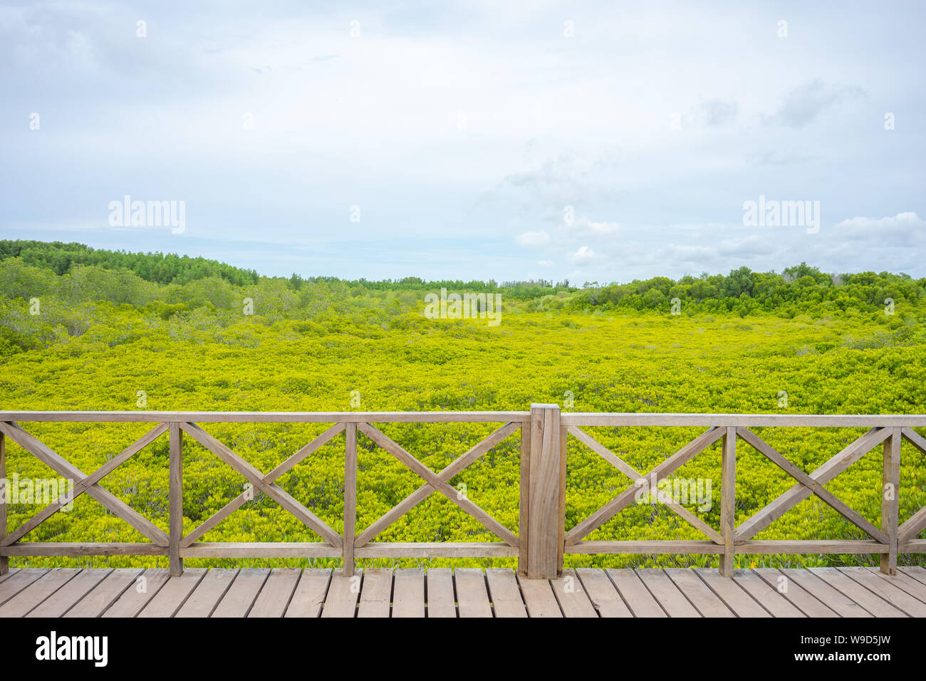 mangrove forest (Ceriops decandra) Also known as the Golden Meadow Prong destinations of Rayong, Thailand is a natural shoreline. Stock Photo