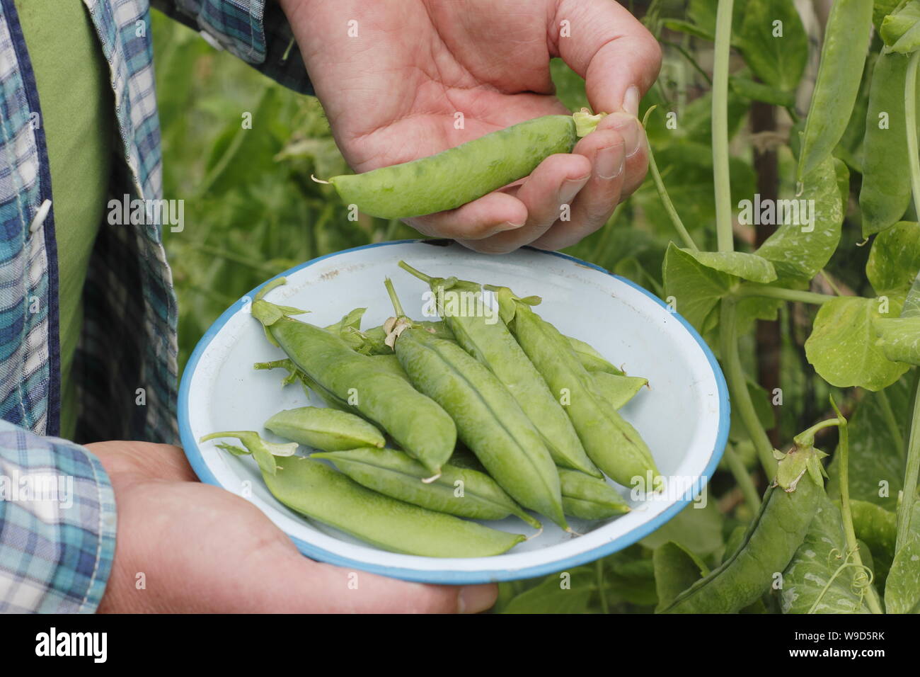 Pisum sativum 'Alderman'. Picking peas on an allotment garden in Derbyshire, UK - July Stock Photo