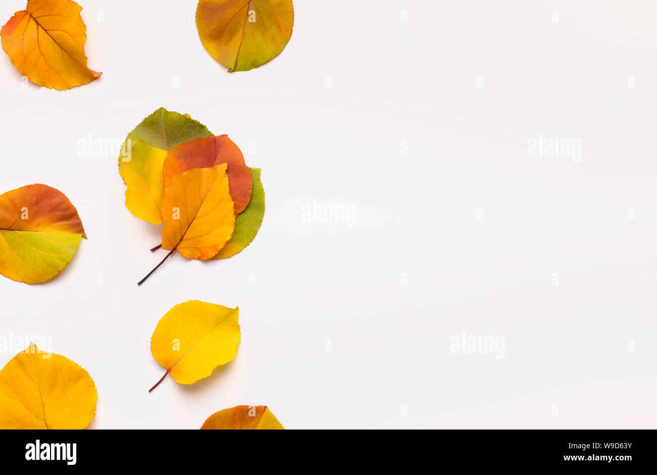 Creative frame of autumn colored fallen leaves on white Stock Photo - Alamy