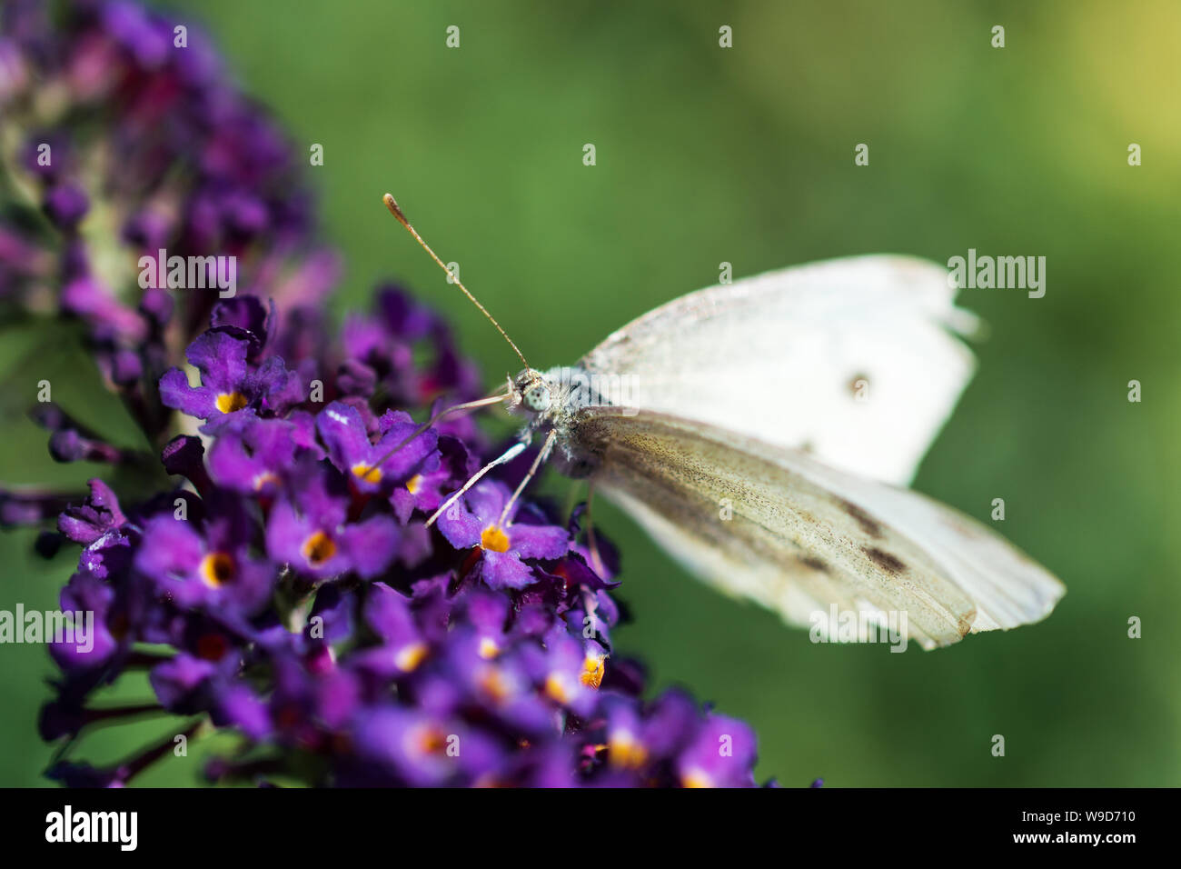 Close Up Of Large White Cabbage Butterfly Pieridae Pieris Brassicae On The Small Purple Flowers Of The Summer Lilac Butterfly Bush Buddleja Dav Stock Photo Alamy