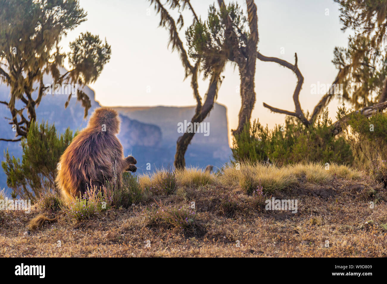 Baboon in the amazing landscape of Simian mountains Stock Photo