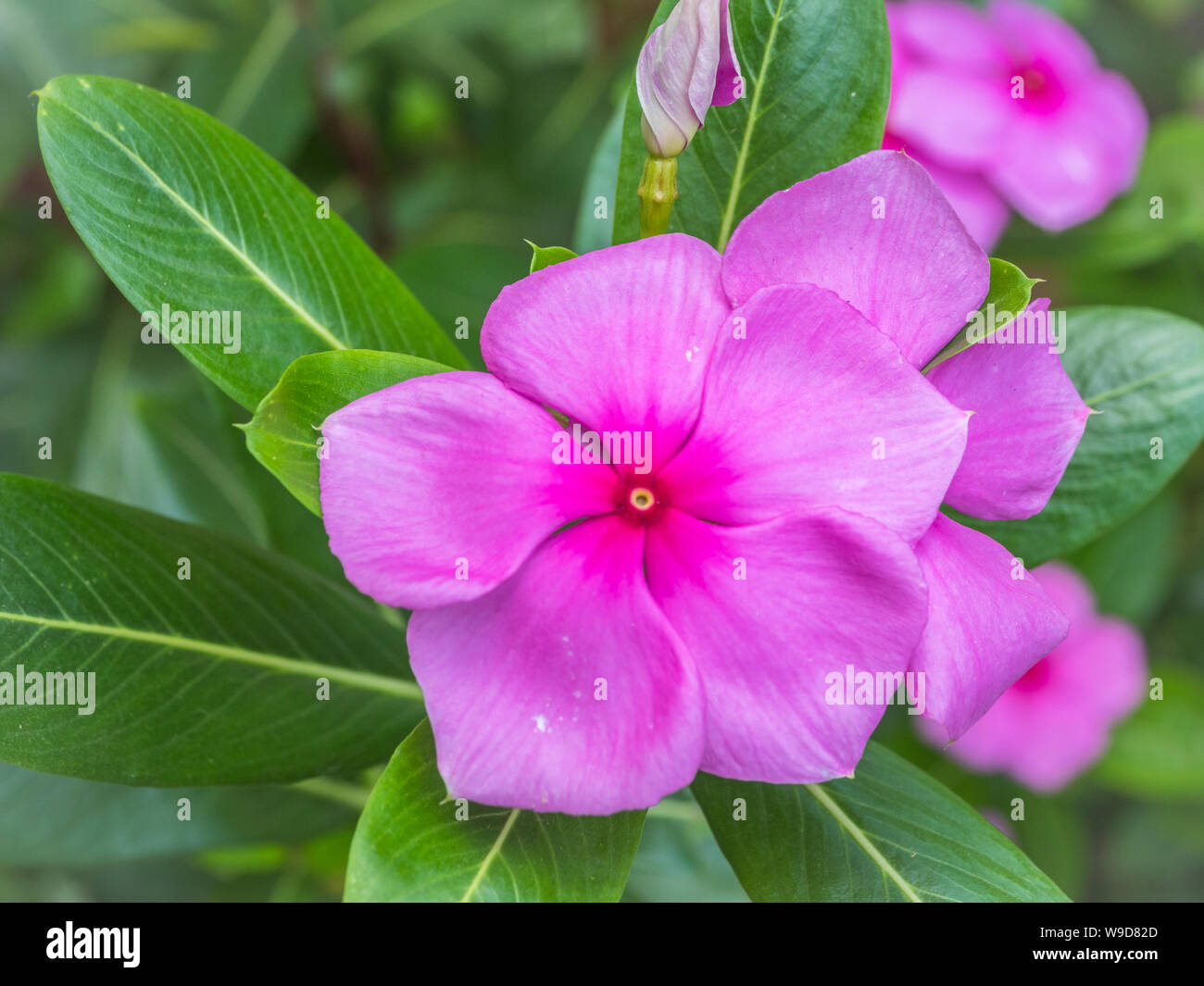 close up beautiful pink flowers in garden Stock Photo