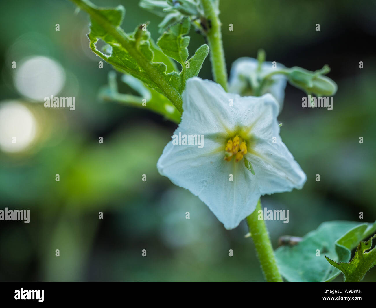 white eggplant flower with blurry background Stock Photo