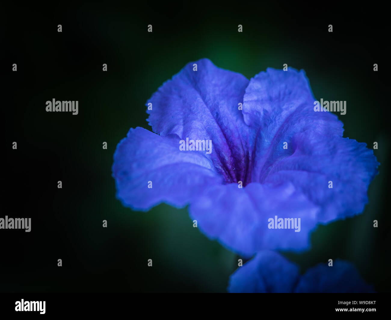 a beautiful purple in low key Stock Photo