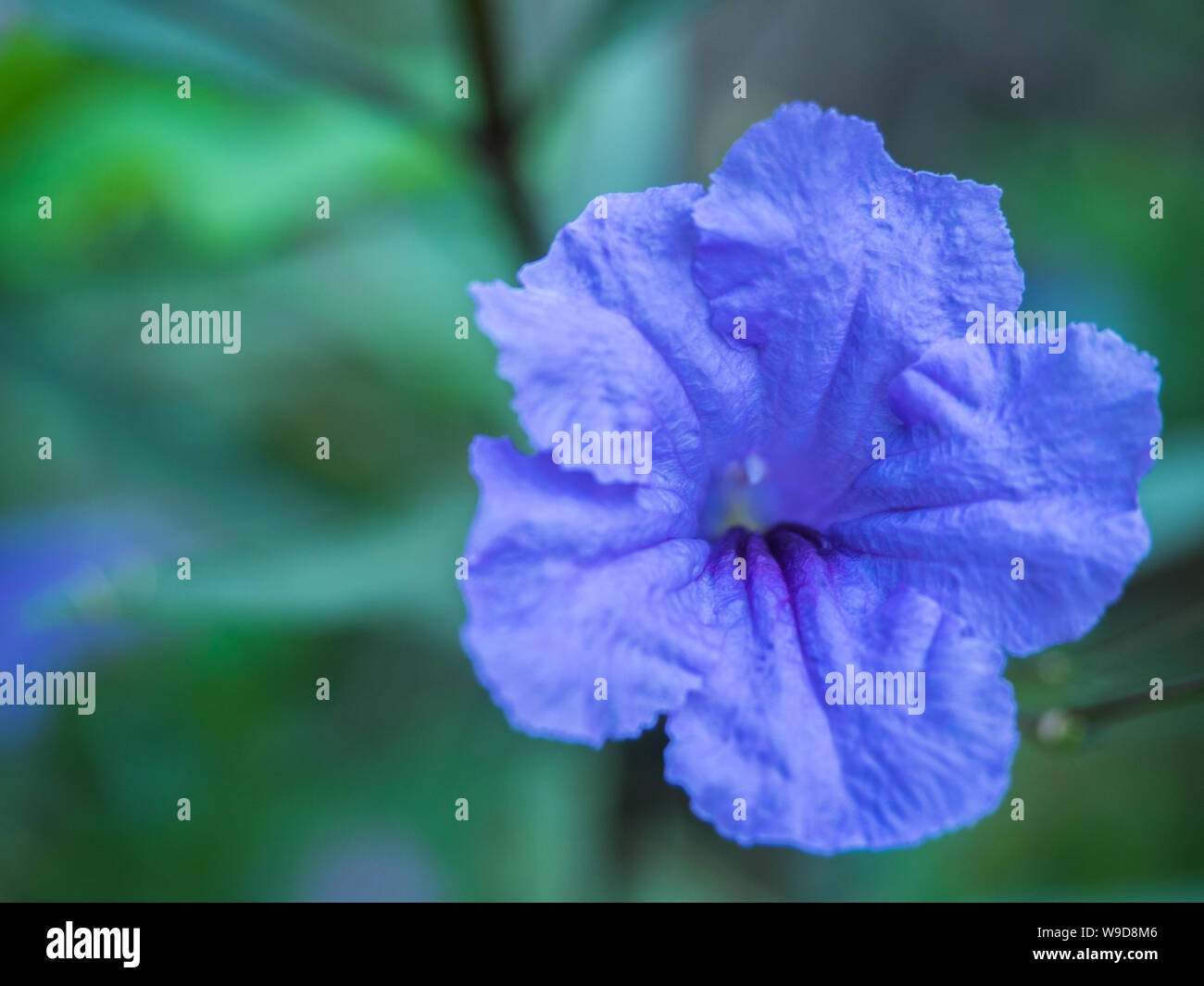 a beautiful purple flower in garden Stock Photo