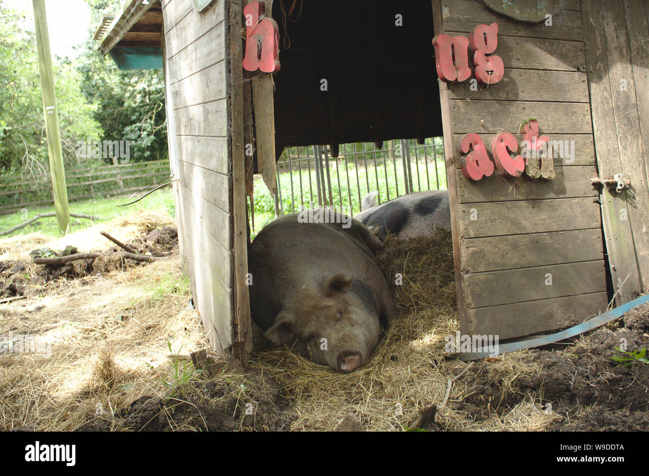 Sleeping pigs Stock Photo