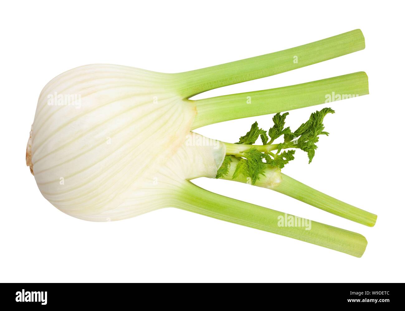 fennel path isolated on white Stock Photo