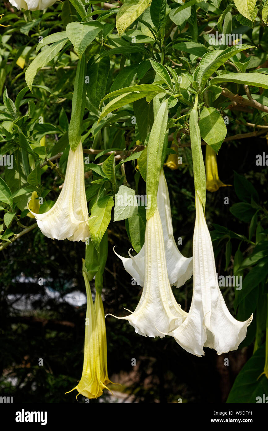 Angels Trumpet, pendulous cultivated flowers, white, hanging, hallucinogenic, Brugmansia, Close-up, Longwood Gardens; Kennett Square; PA; Pennsylvania Stock Photo