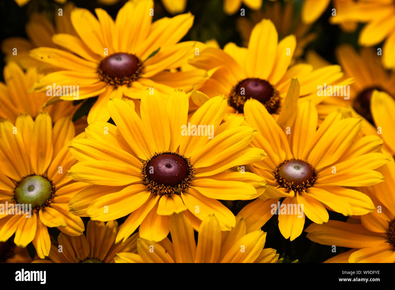daisy-like flowers, yellow, smooth brown centers, cultivated flowers, bedding plant, PA; Pennsylvania; USA; summer; horizontal Stock Photo