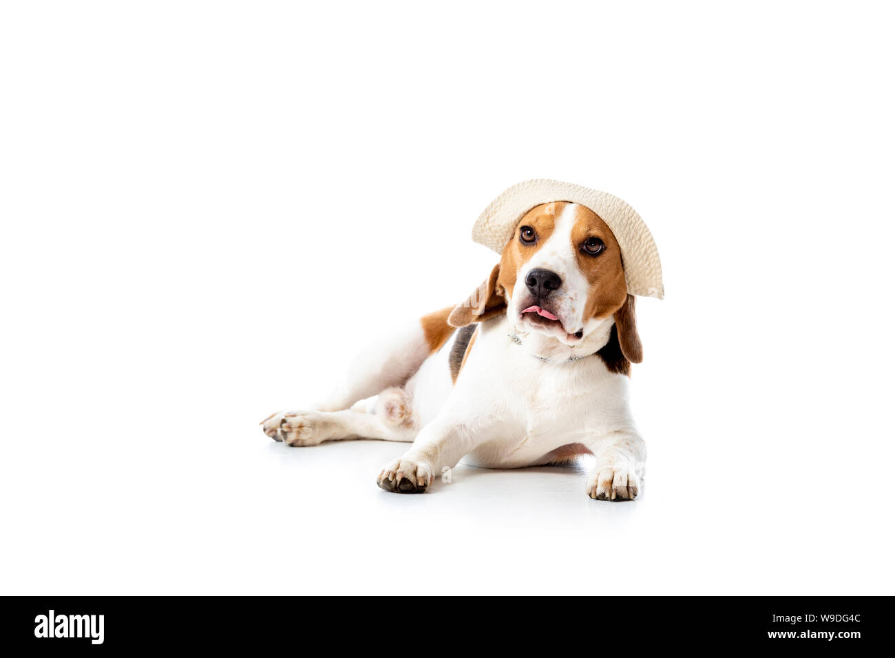 cute beagle dog in hat lying and looking at camera on white Stock Photo ...