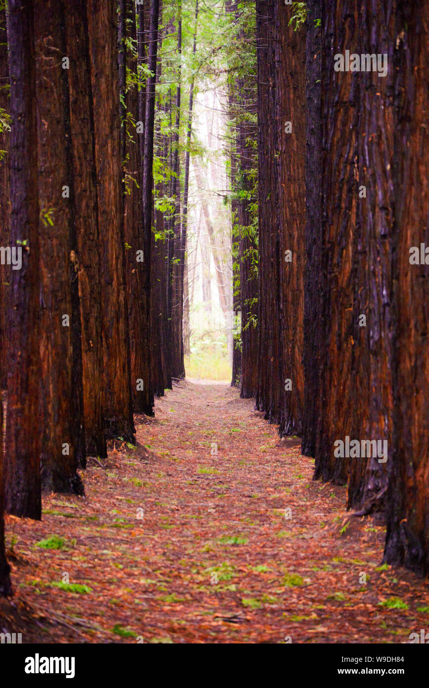 Redwood Forest, Warburton, Melbourne Victoria Australia Stock Photo