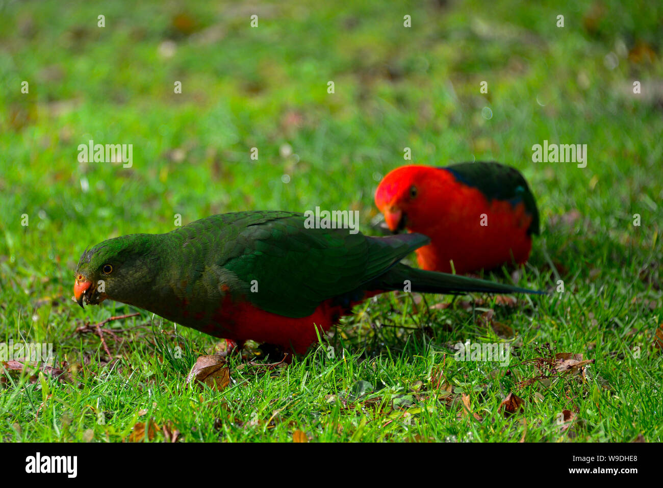 Juvenile and Adult Australian King Parrot feeding, Melbourne Australia