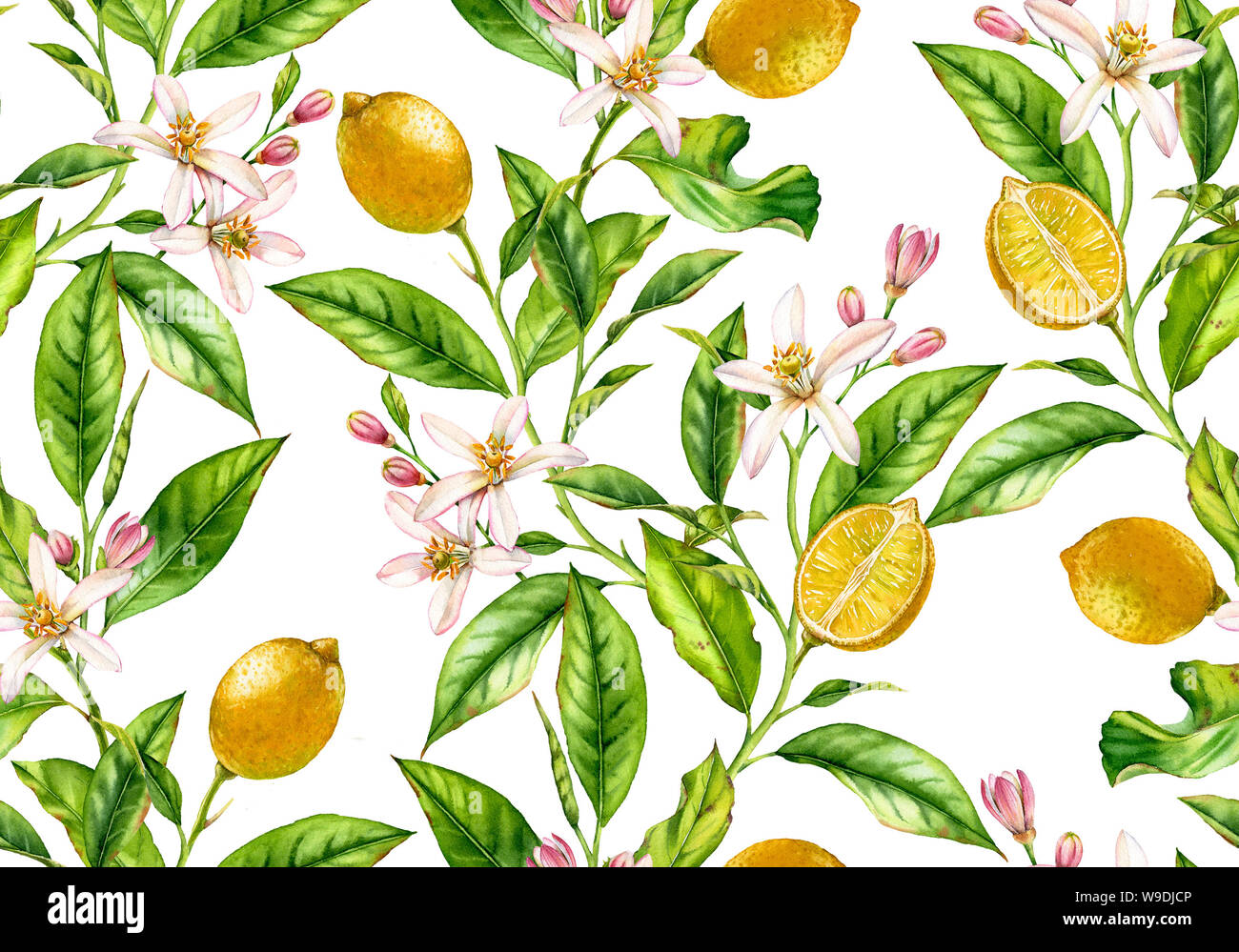 Lemon fruit seamless pattern tree branch with flowers realistic botanical floral surface design: whole half citrus leaves isolated artwork on white Stock Photo