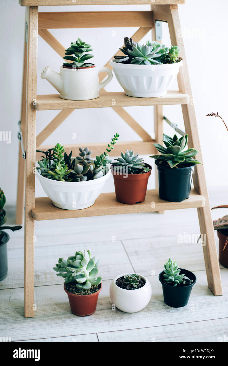 Folding ladder used as shelves for plants against white wall Stock