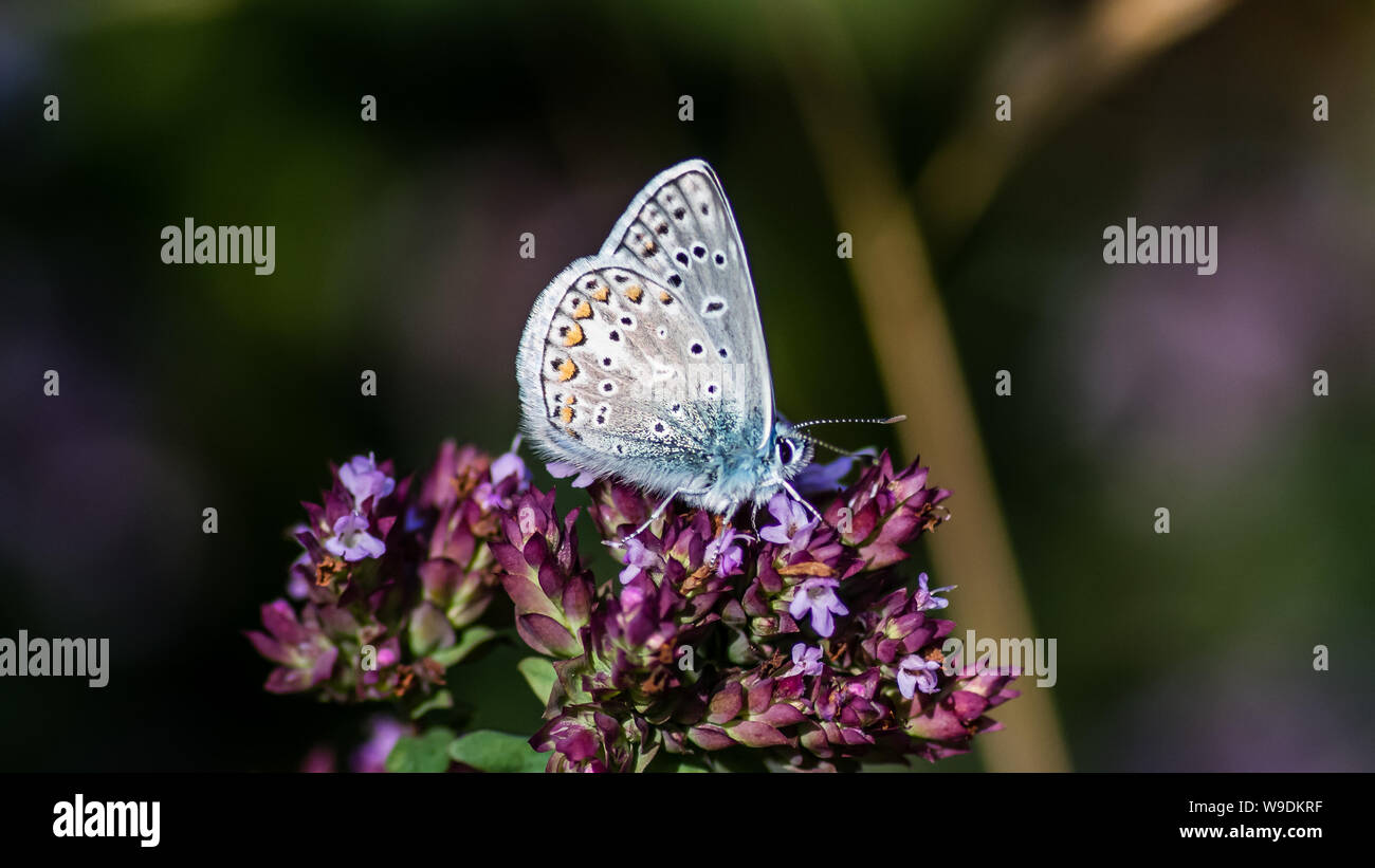 The Common Blue (Polyommatus icarus) is a small beautiful butterfly showing the underside and like the nectar from flowering oregano, Uppland Sweden Stock Photo