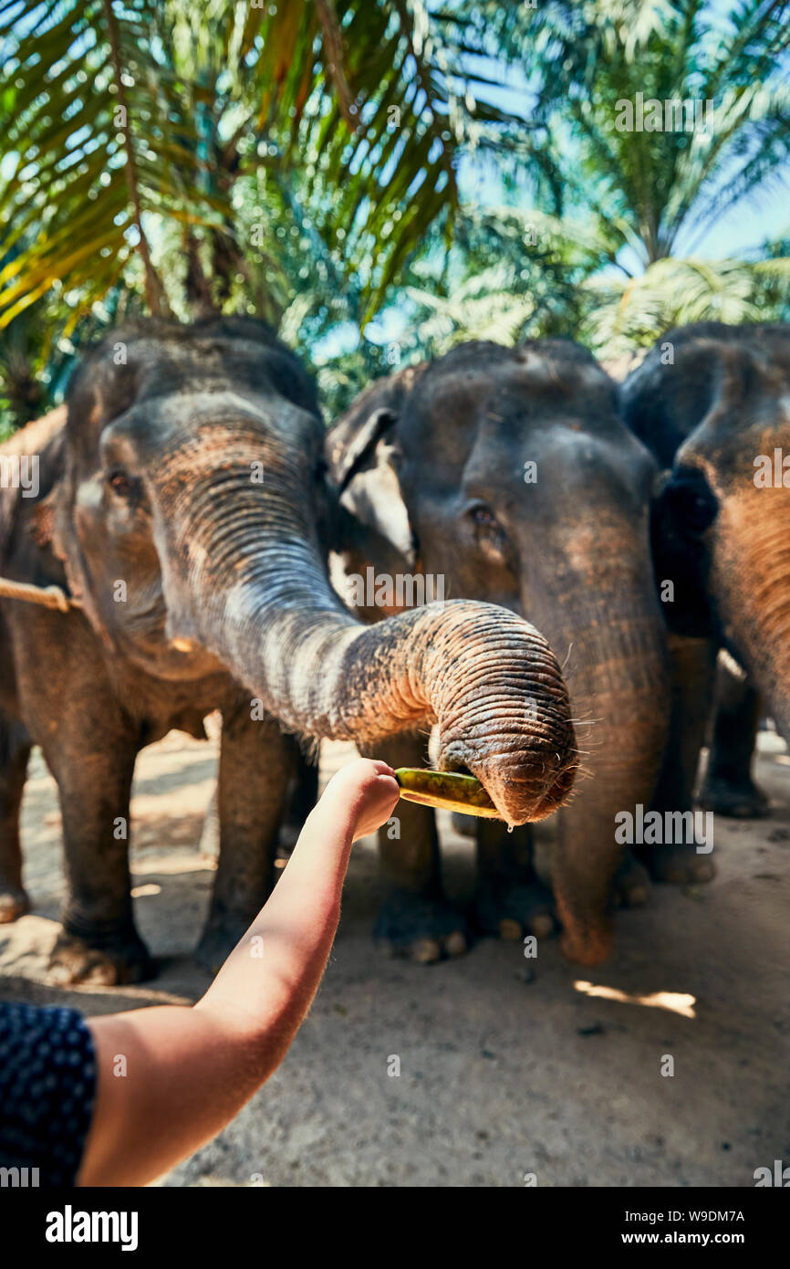 Elephant eating banana hires stock photography and images Alamy