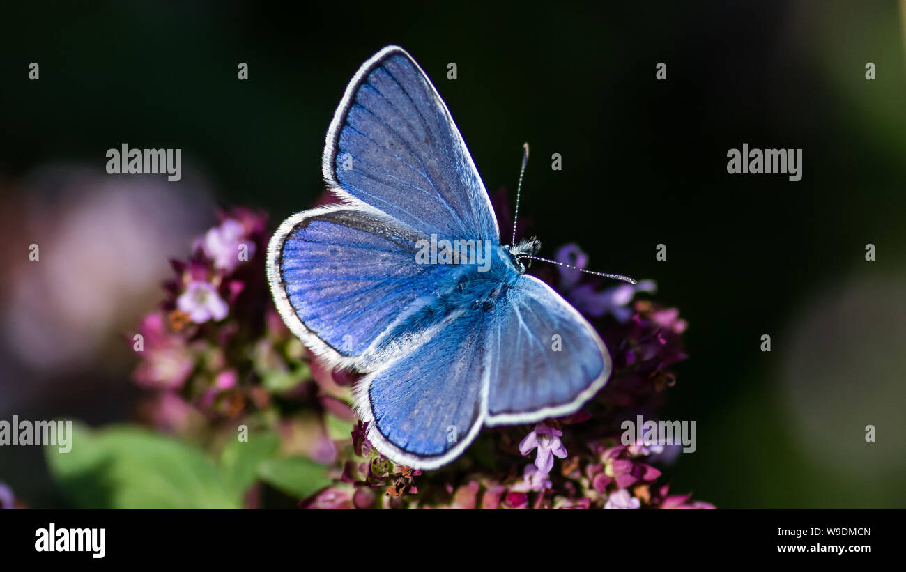 The Common Blue (Polyommatus icarus) is a small beautiful butterfly who like the nectar from flowering oregano, Uppland Sweden Stock Photo