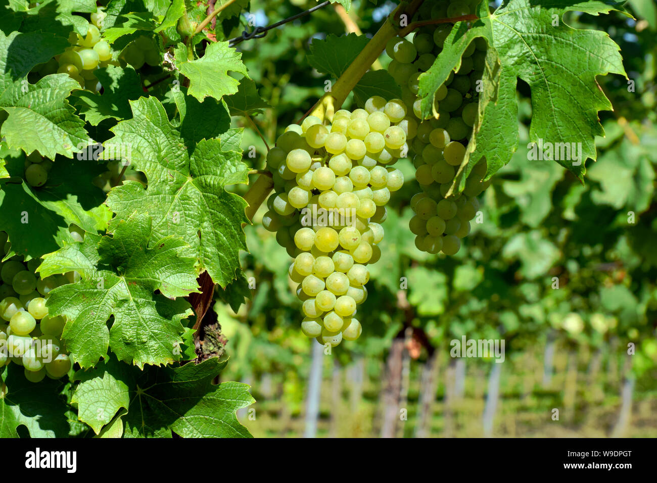 Auggen, Germany, 20 August 2017: Grapes in the sun Stock Photo