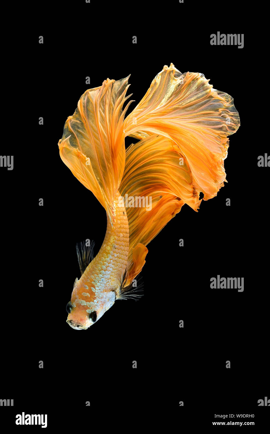 Close up art movement of Betta fish,Siamese fighting fish isolated on black background.Fine art design concept. Stock Photo