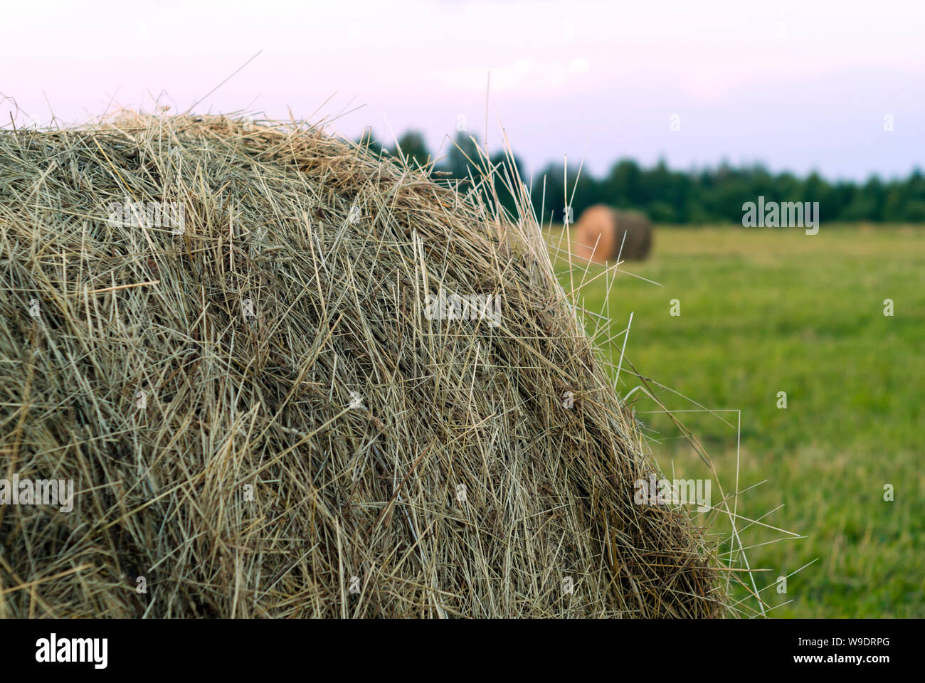 large round bale of hay close up on a beveled meadow Stock Photo