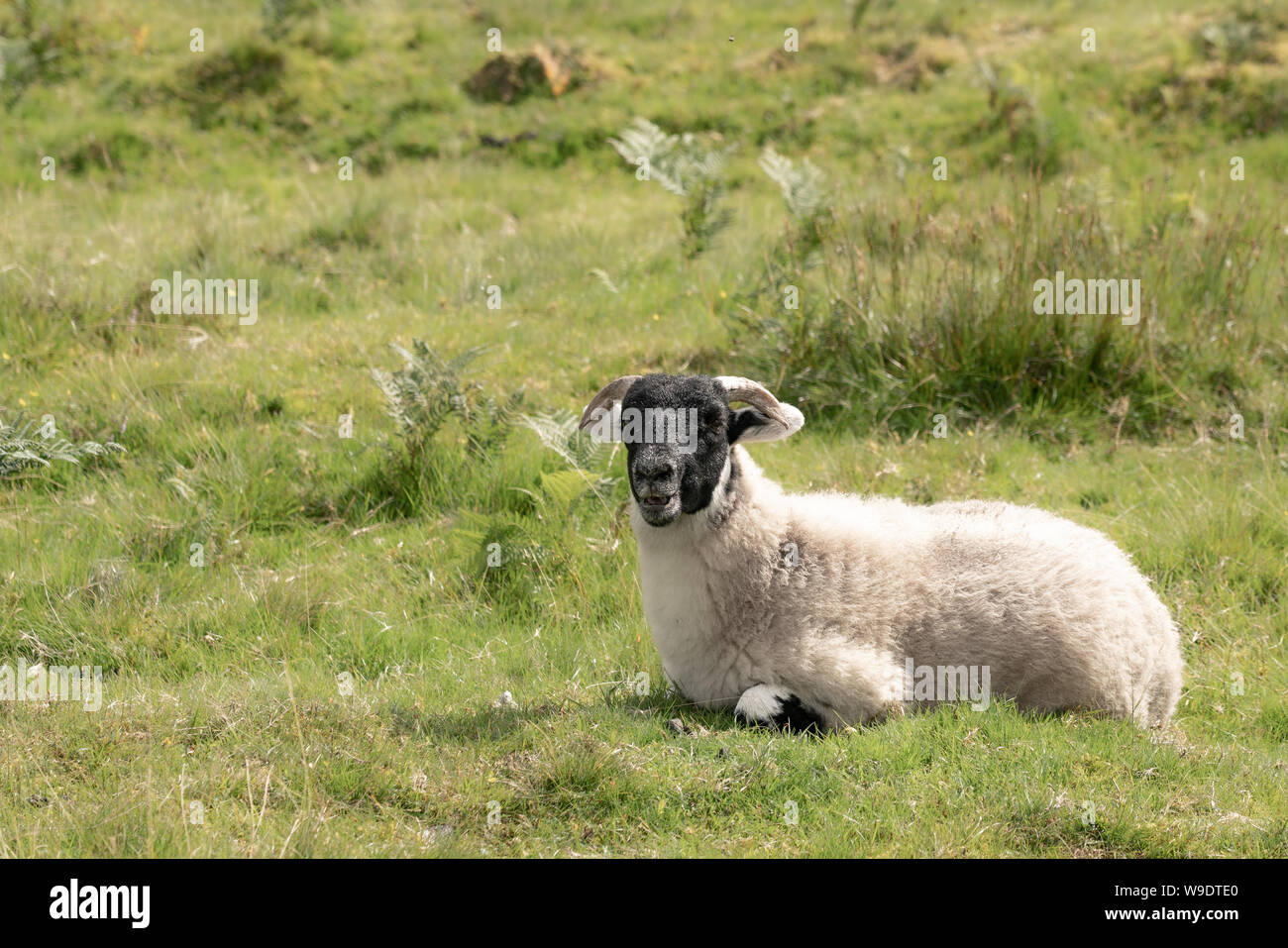 Young sheep (Ovis aries) on field during summer day Stock Photo