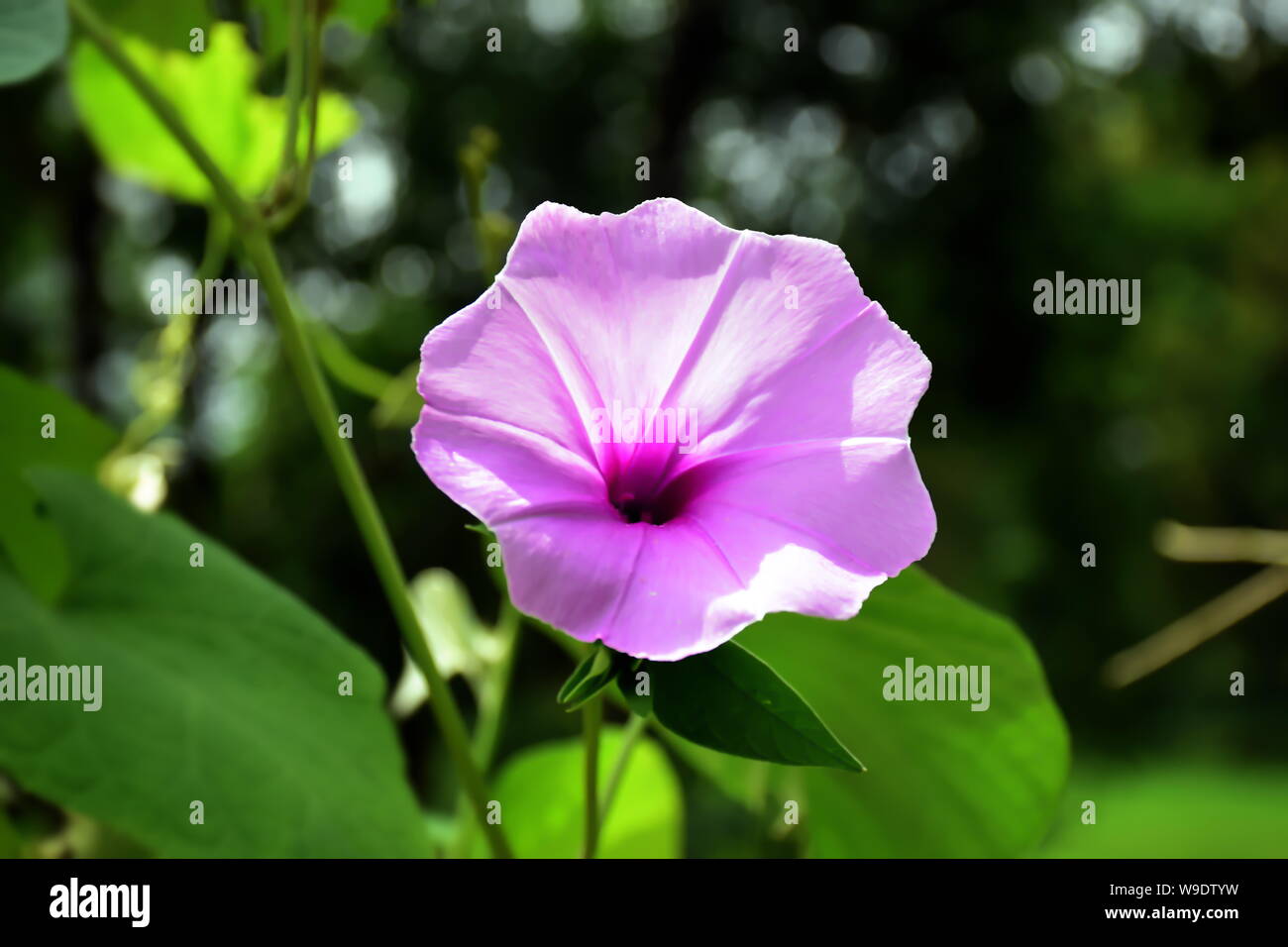 Good Morning Flowers Quotes Wishes Stock Photos Good Morning