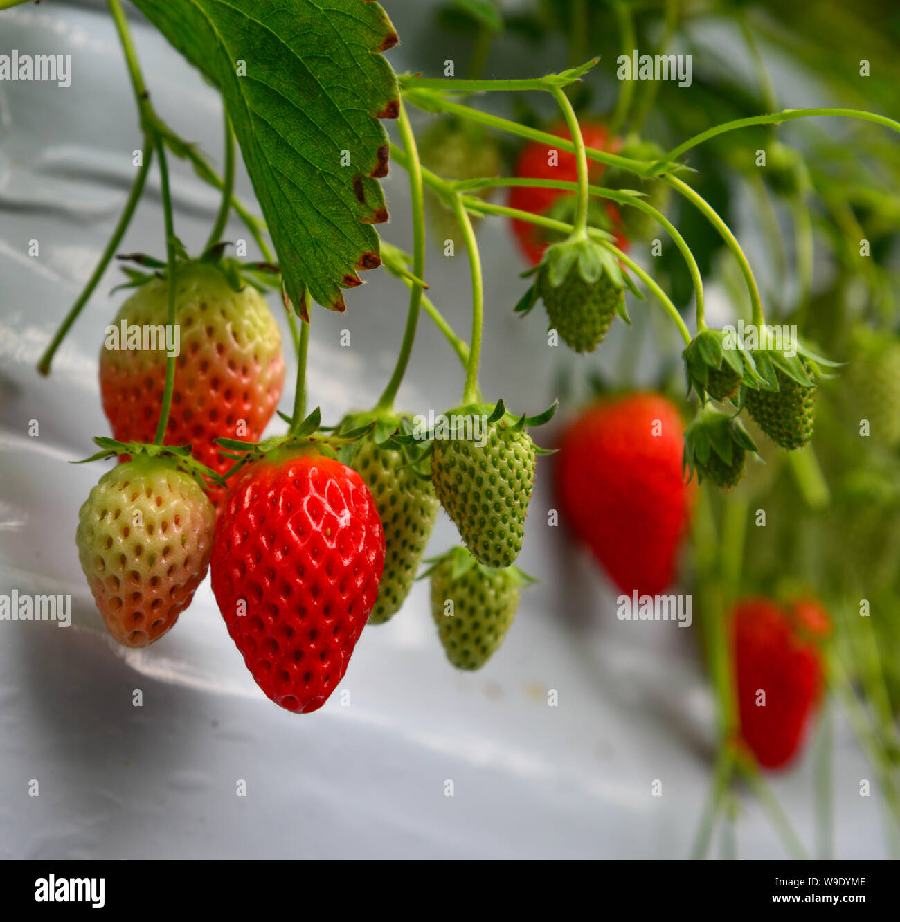Strawberries fruits on the branch hanging way from the tree at a farm