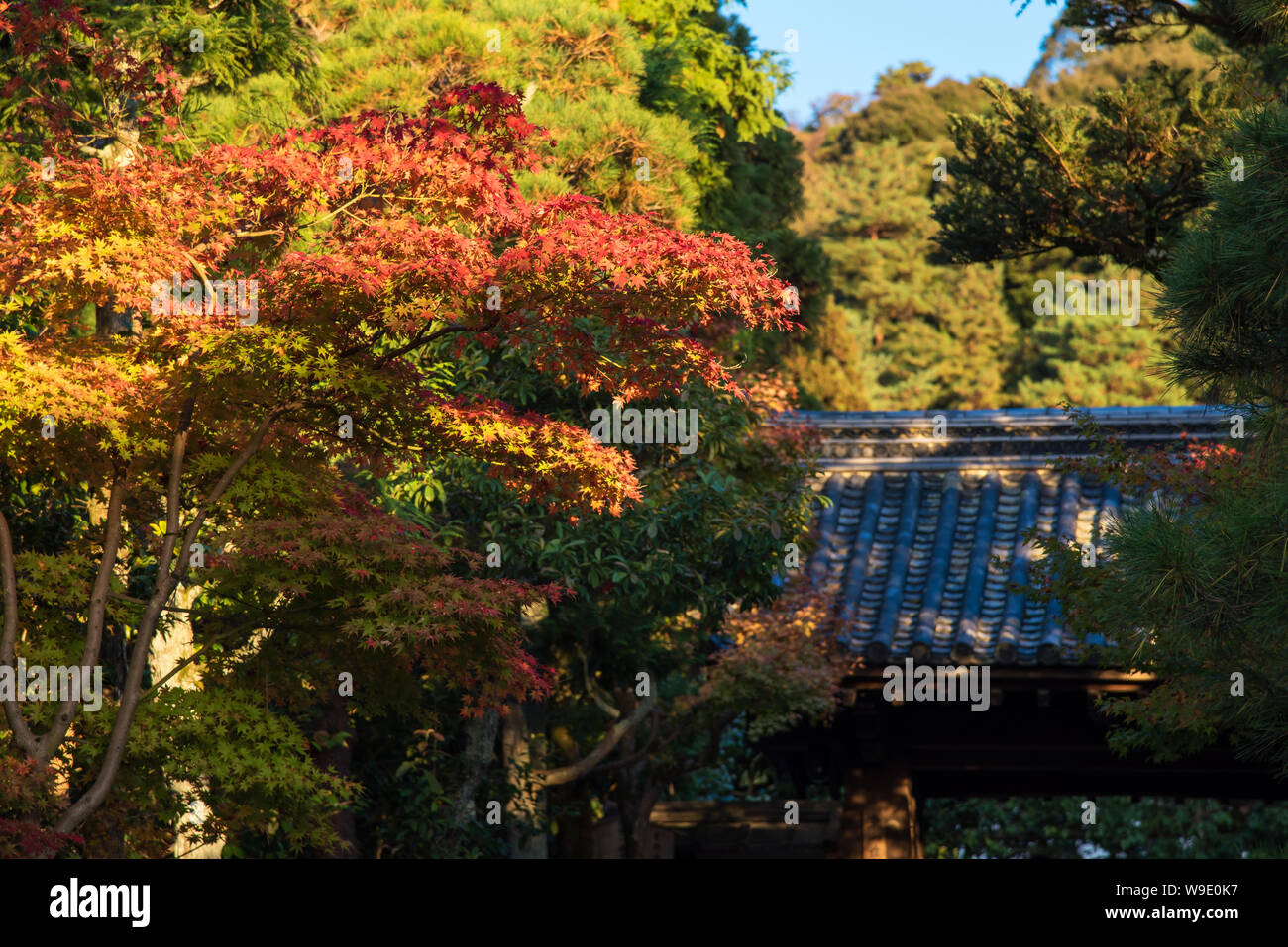 Beautiful nature colourful maple leaves with Japanese traditional roof at  in autumn season in Kyoto Japan. Stock Photo