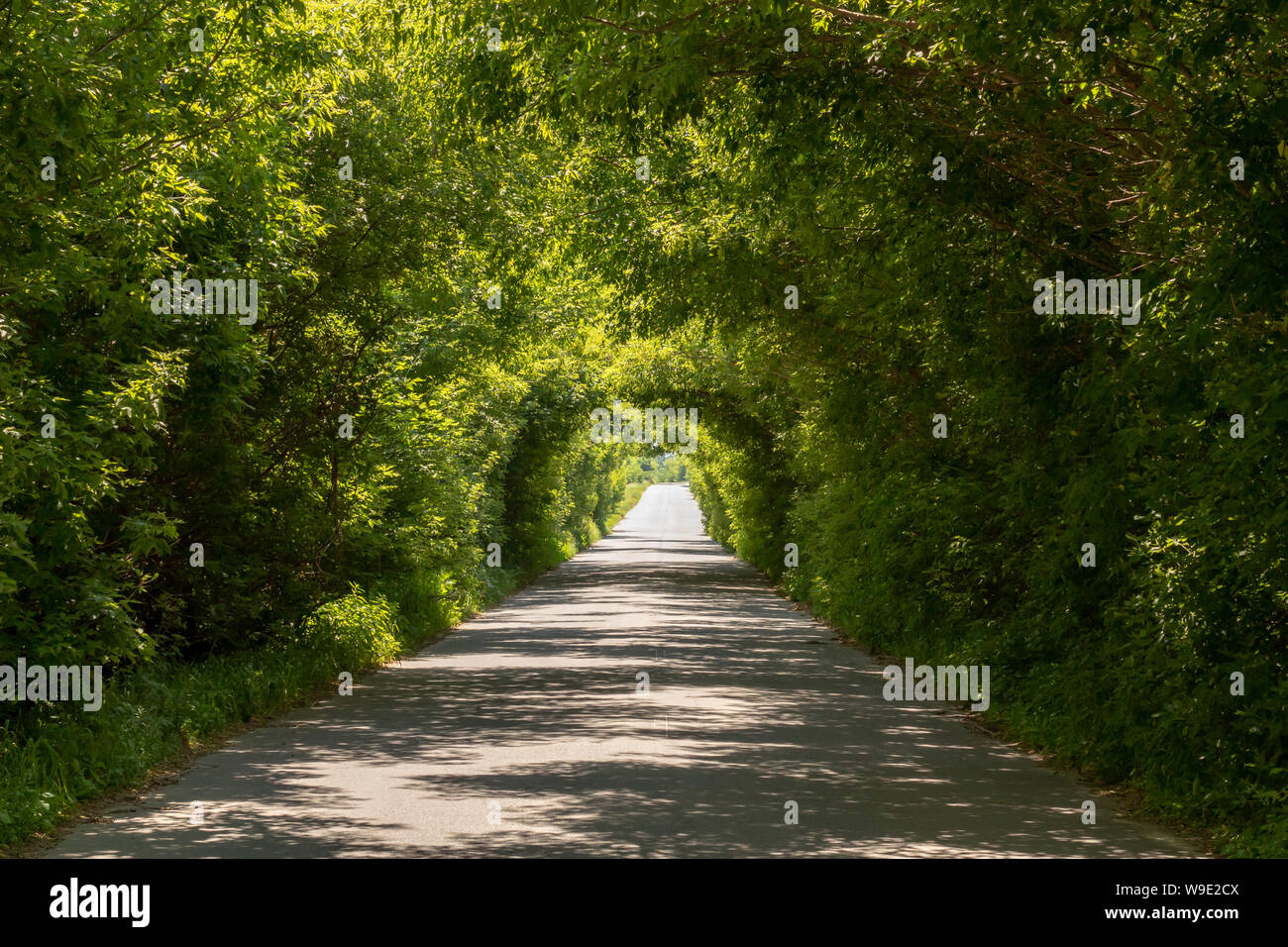 Natural green tunnel. A light in the end of a tunnel. Stock Photo