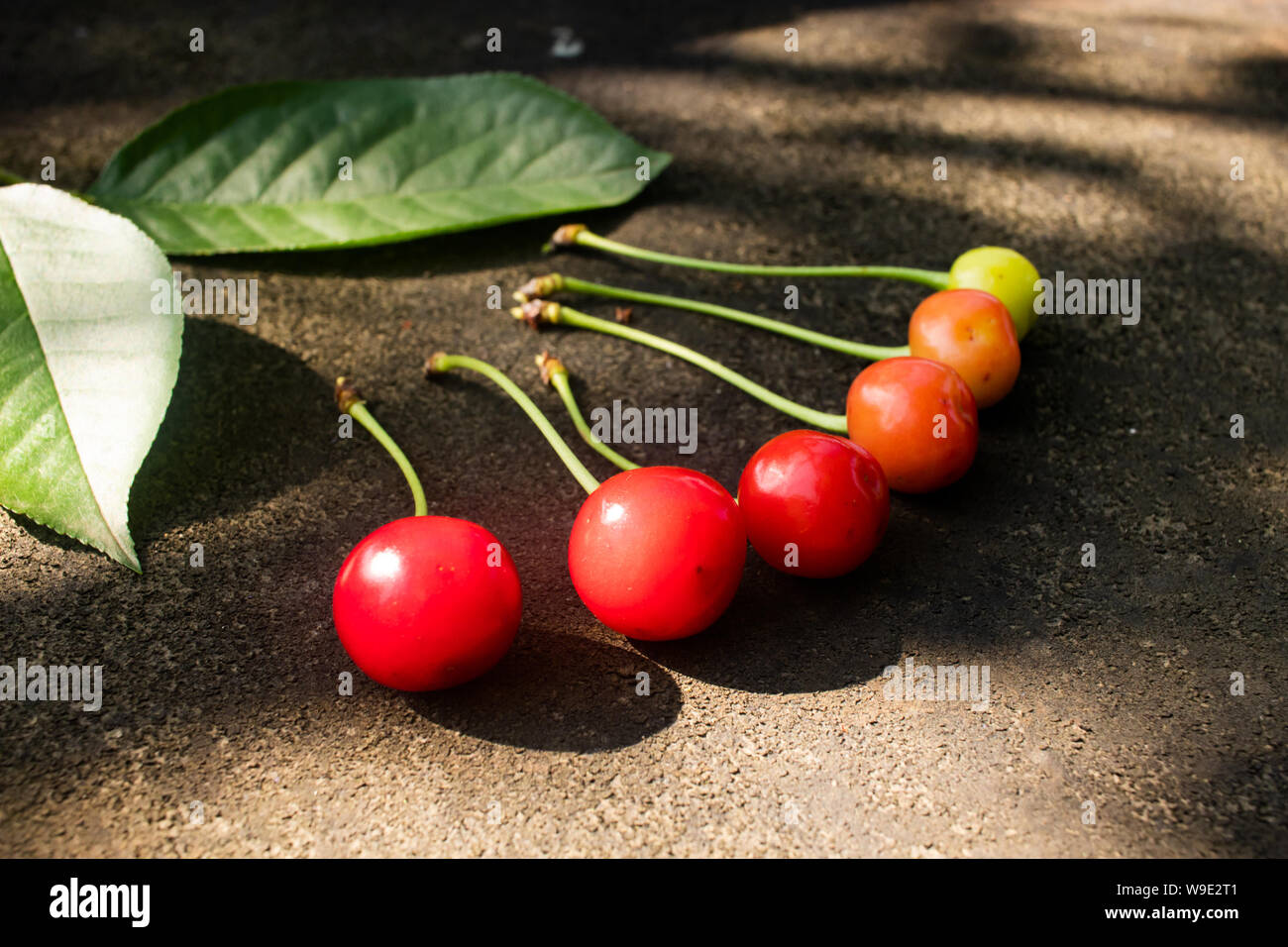 Cherry berries are in order of relevance from green to ripe red. Stock Photo