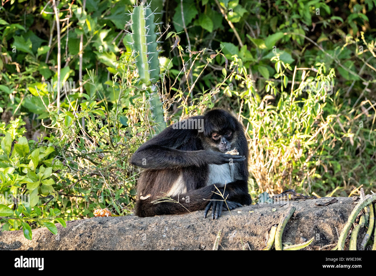 A critically endangered Mexican spider monkey eats a piece of cactus on