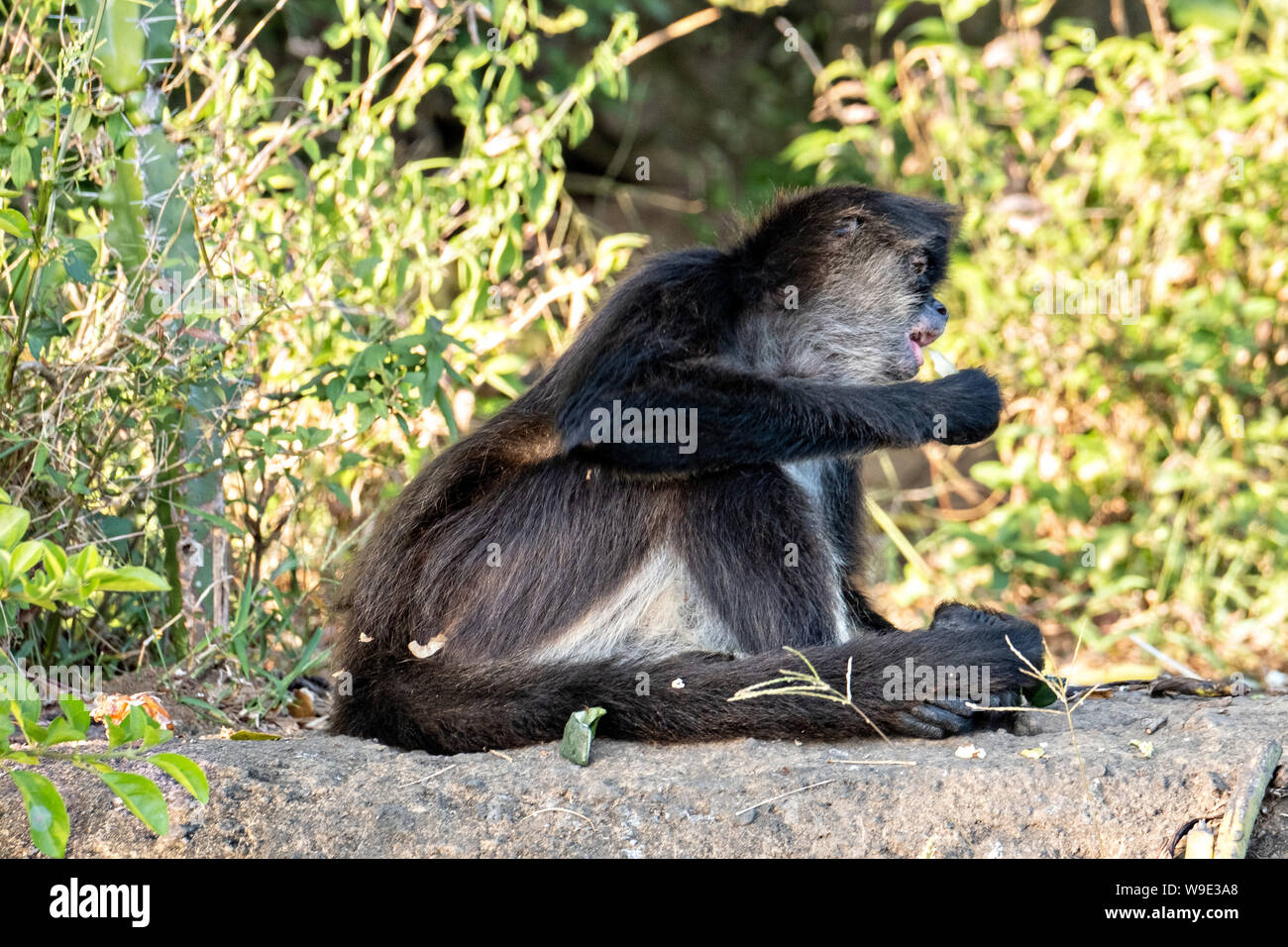 A critically endangered Mexican spider monkey eats a piece of cactus on