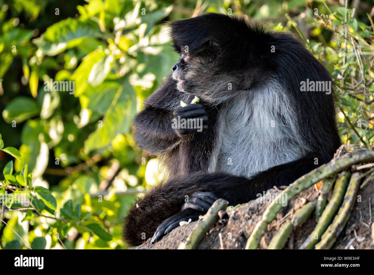 A critically endangered Mexican spider monkey eats a piece of cactus on