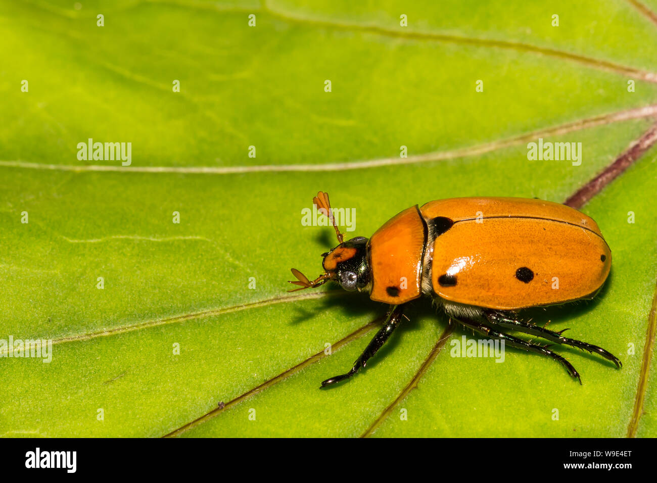 Grapevine Beetle (Pelidnota punctata) Stock Photo
