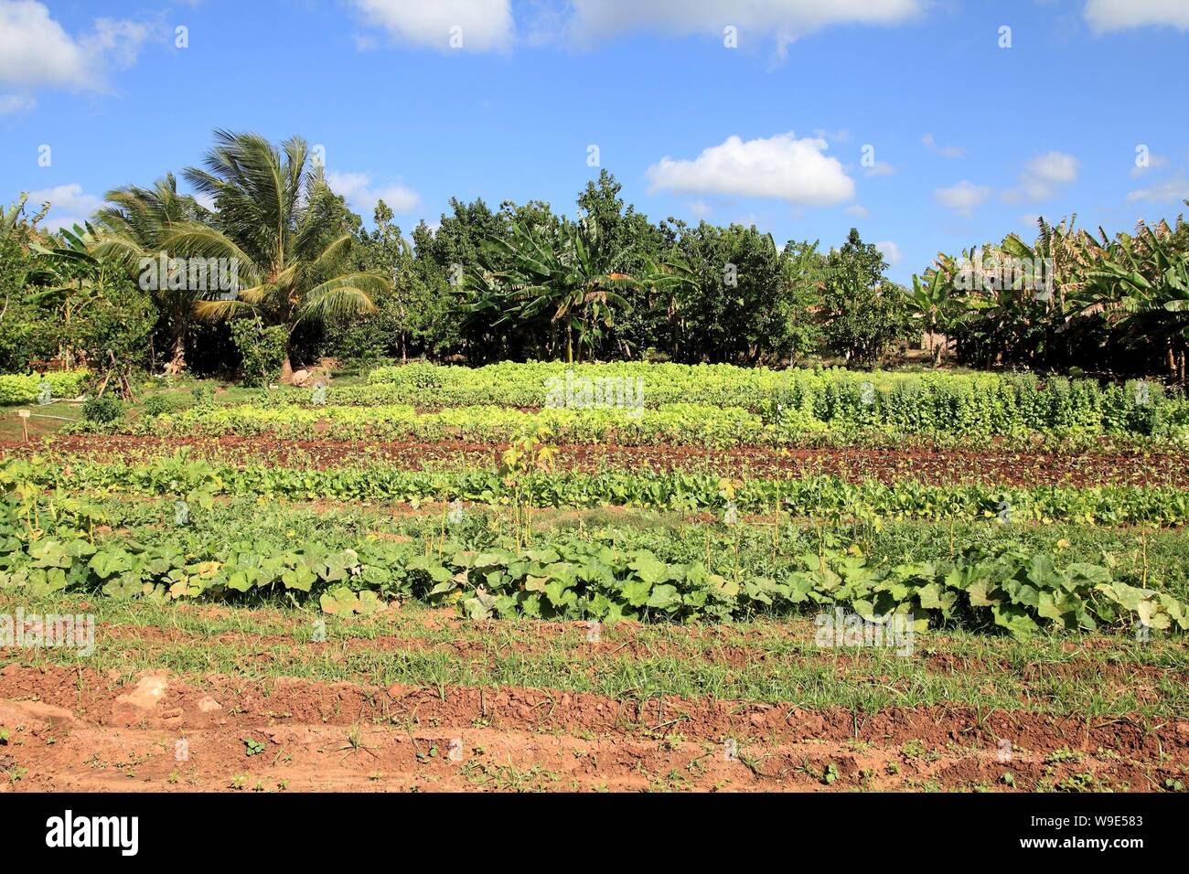 Farm in Cuba small private agriculture enterprise in Trinidad Stock