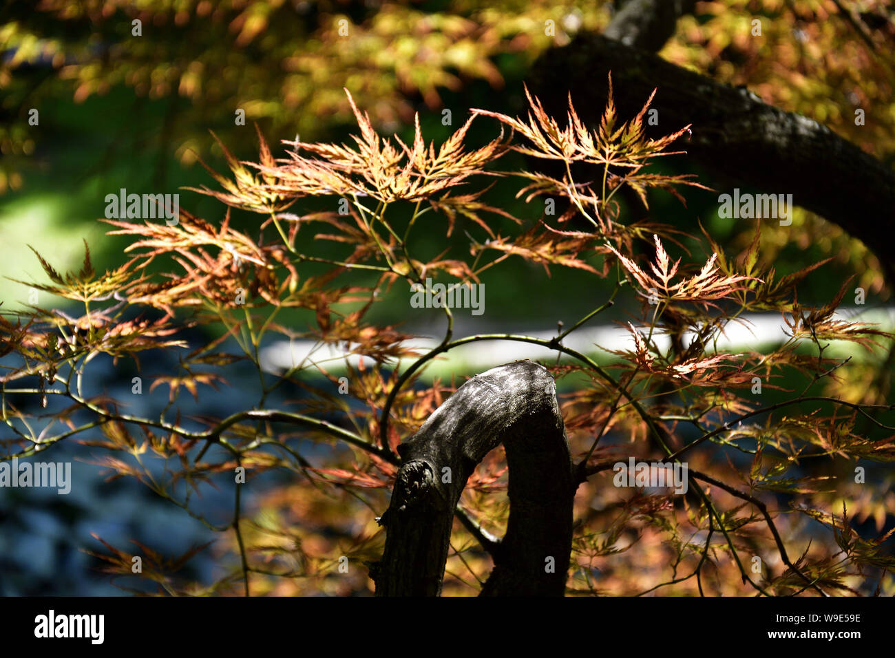 Red maples woods hi-res stock photography and images - Alamy