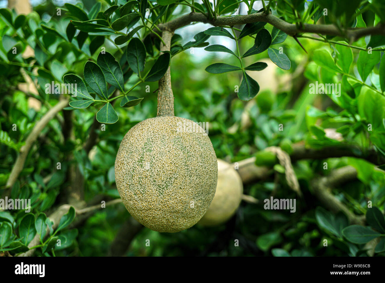 Limoniaacidissima is the only species within the monotypic genus Limonia. Common names in English include wood-apple and elephant-apple. Stock Photo
