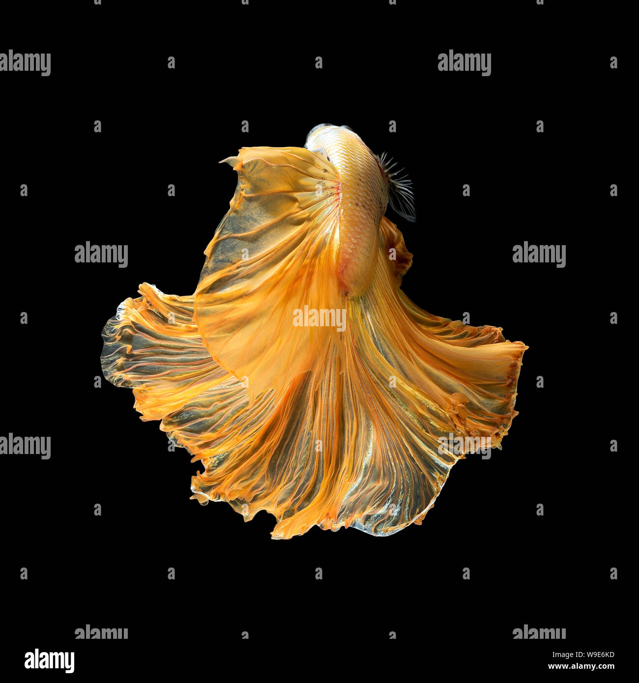 Close up art movement of Betta fish,Siamese fighting fish isolated on black background.Fine art design concept. Stock Photo