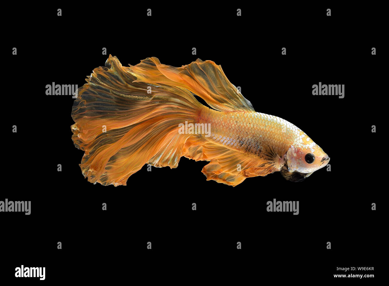 Close up art movement of Betta fish,Siamese fighting fish isolated on black background.Fine art design concept. Stock Photo