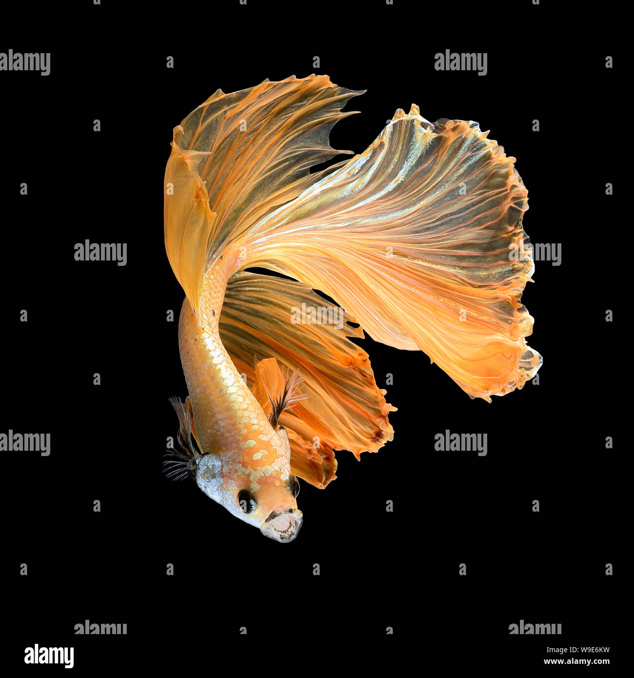Close up art movement of Betta fish,Siamese fighting fish isolated on black background.Fine art design concept. Stock Photo