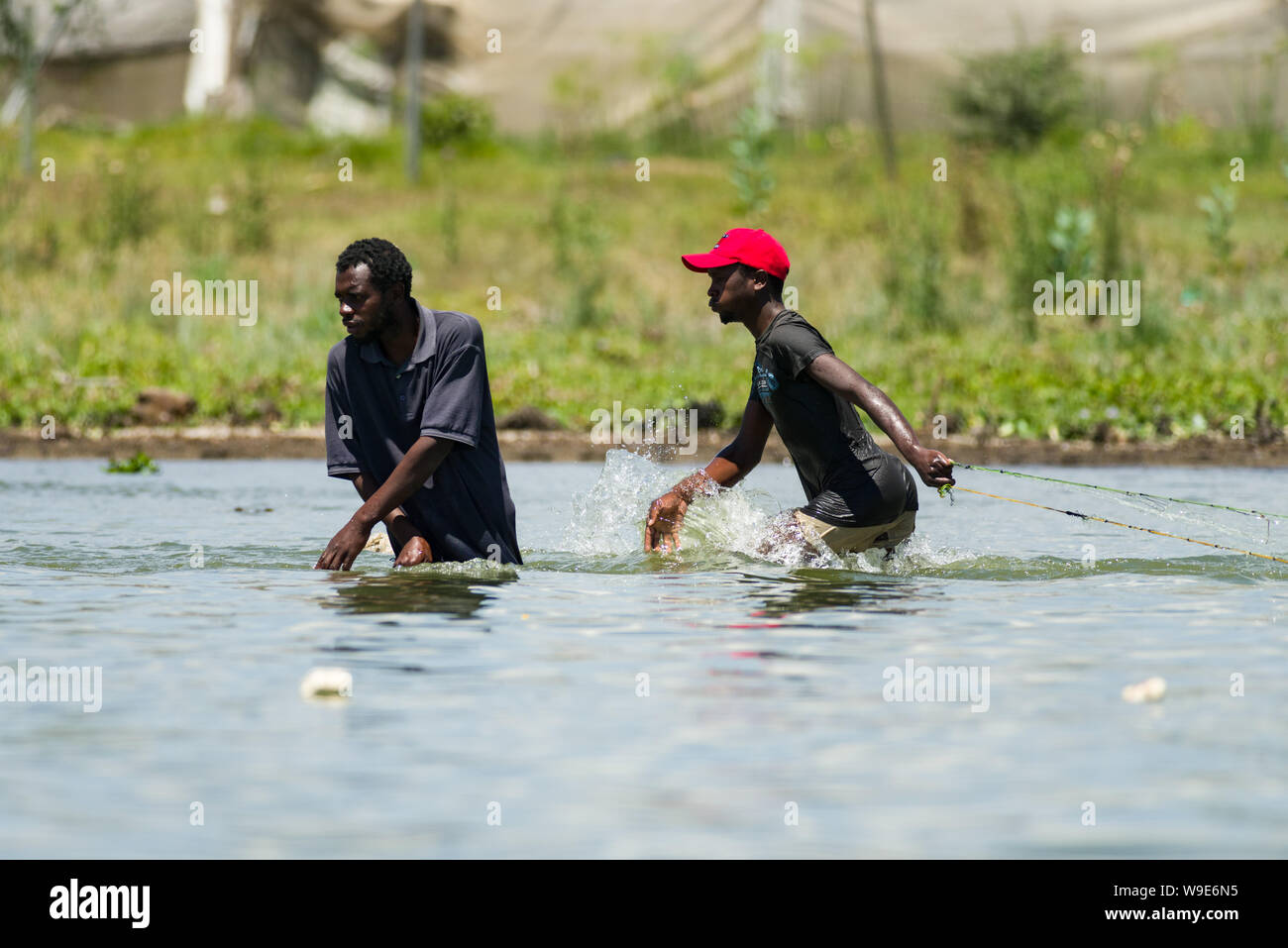 Two Kenyan fishermen walking in the water with net fishing in lake Naivasha, Kenya, East Africa Stock Photo