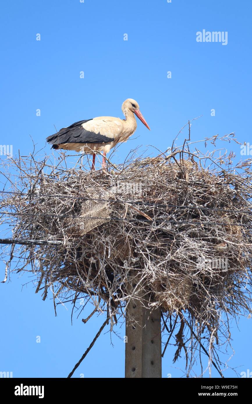 Portugal stork nest. Bird fauna of Algarve region Stock Photo Alamy