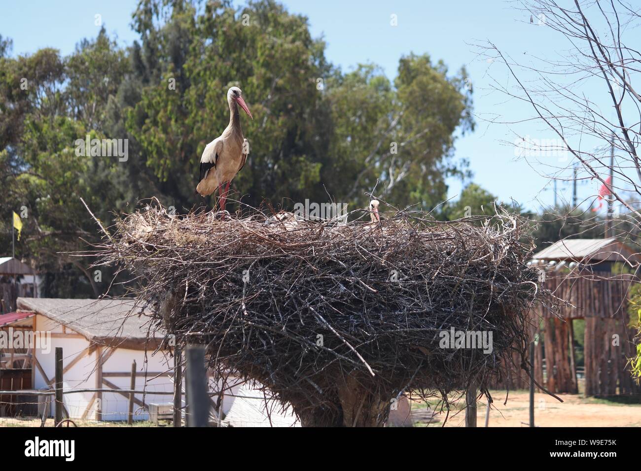 Portugal stork nest. Bird fauna of Algarve region Stock Photo Alamy