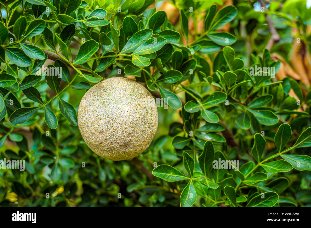 The wood apple (Limoniaacidissima) is a fruit, which has other names like elephant apple. Stock Photo